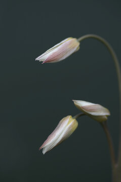 Turkestan tulips (Tulipa turkestanica) 