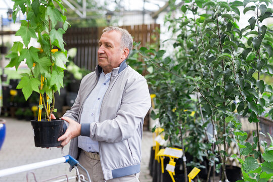 Middle aged man shopping in garden center