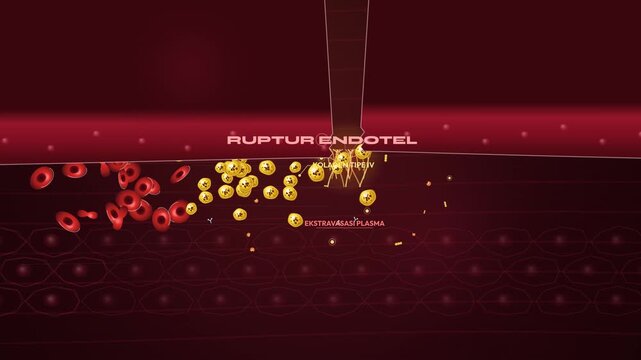 3D animation of the blood coagulation cascade process with Indonesian text labels, showing endothelial rupture to perfect hemostasis