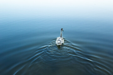 Minimalist shot of single grey swan cygnet swimming away in blue lake, young juvenile waterbird moving forward on calm water surface with rippled waves copy space