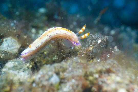 Hypselodoris Nudibranch