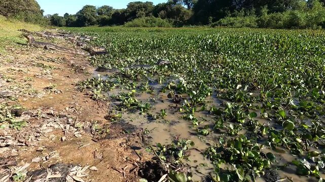  Yacar&eacute;, Caiman, Caiman yacar&eacute;,  swim in a pond, pond, swamp, swim, caimans at the edge of a pond,   Pantanal, Brazil,  southwild pantanal lodge, 