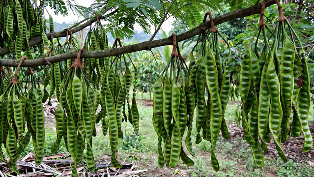 Green petai pods in woven basket on wooden table for organic vegetable campaign visual
