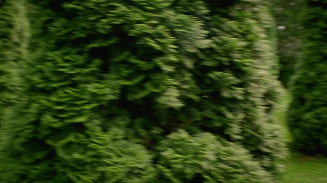 Caucasian teenagers wearing Halloween makeup running through garden maze during outdoor game. Footage suitable for autumn holiday marketing, youth costume promotions, seasonal festival campaigns