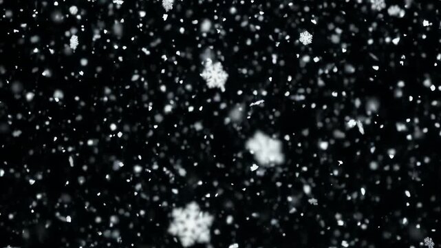 Beautiful Real Snowflakes Falling Down Against a Dark Black Background.