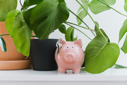 A silver house key rests directly on a pink piggy bank surrounded by green plant leaves on a shelf. Domestic financial savings and mortgage loan approval commercial concept.