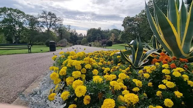 Yellow marigold flower bed with garden path and distant fountain
