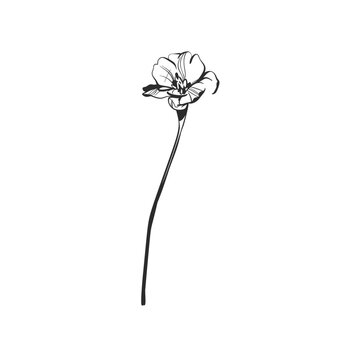 Hand Drawn Flower on Long Stem, Elegant Botanical Black Line Art Vector Illustration, Minimal Floral Decorative Element Isolated on White