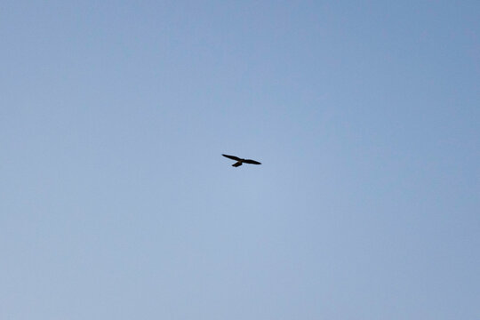 Ave volando sola en el cielo