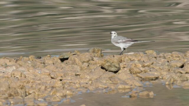 Lavandera blanca estirando el cuerpo para atrapar un insecto en la orilla del Embalse de Beniarr&eacute;s, Espa&ntilde;a