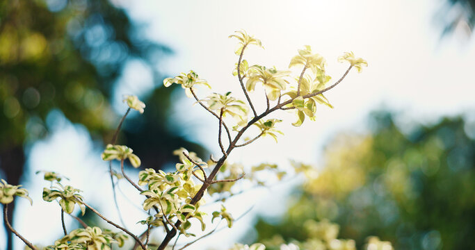 Nature, growth and tree branch in spring with eco friendly, botanical beauty and bokeh. Outdoor, environmental conservation and green plant with sustainability, leaves and variegata in garden