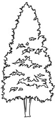Obraz premium distinct black and white outline drawing of a tall, slender evergreen tree with a narrow columnar profile. Ideal for architectural landscaping, urban planning, and environmental designs