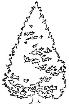 clean black and white outline illustration of a conical evergreen tree with detailed needle patterns. This graphic design asset is ideal for architectural plans, landscaping layouts, and botanical vec