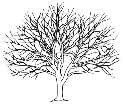 detailed black and white vector illustration of a deciduous tree during winter, featuring intricate bare branches and twigs. Perfect for seasonal designs, environmental graphics, and architectural ren