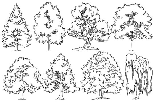 assortment of detailed tree illustrations in black outline style, showcasing different heights, canopy shapes, and species. Perfect for architectural visualization and site planning.