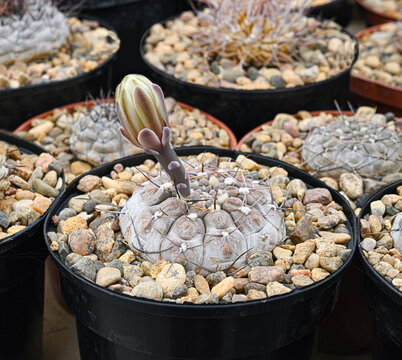 Gymnocalycium bortii cactus with scaly bud.