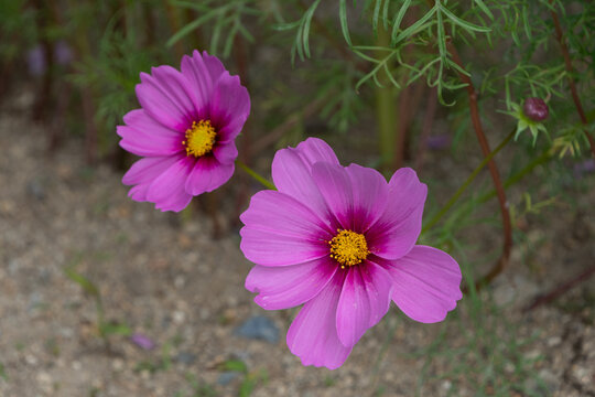 Close Up View of Blooming Pink Cosmos Flowers in Autumn Garden Background with Copy Space