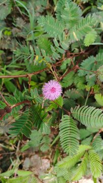Close up of pink Mimosa Pudica flower blooming in the wild