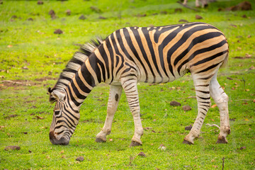 Fototapeta premium Zebras walking in a green meadow and eating grass. African zebras in the savannah. Wild animals in their natural habitat.