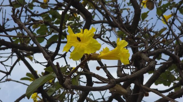 Ip&ecirc; Amarelo
