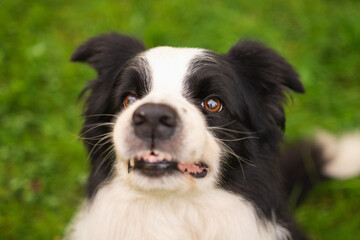 Fototapeta premium Pet activity Dog outdoors. Cute puppy dog border collie walking on garden park. Pet walking in summer day outdoors. Funny emotional dog having playful mood. Love for pets friendship companion pet care