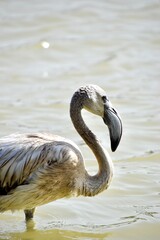 Close-up profile portrait of a juvenile greater flamingo in shallow water © Yve