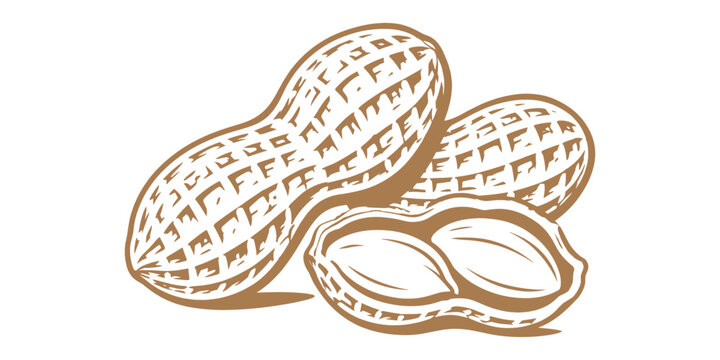 Peanut and Shell Line Art Vector Illustration Roasted Groundnut Nut Food Sketch.