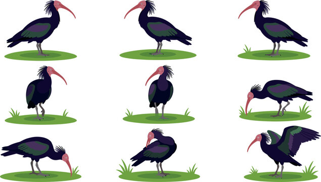 Northern Bald Ibis Vector Bird Character Set Featuring Various Poses and Movements for Wildlife Ornithology Education and Nature Conservation Graphic Designs
