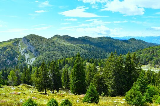 View of Ratitovec mountain range with forest bellow and conifer spruce trees at a meadow in Gorenjska, Slovenia