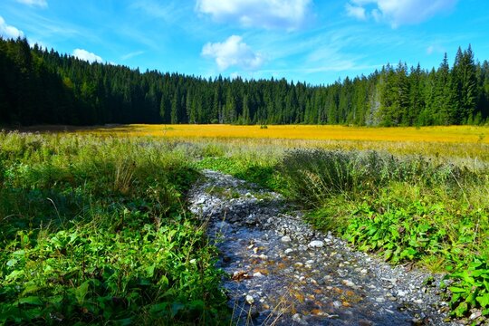Stream of water flowing to a moor at Jelovica in Gorenjska, Slovenia with a conifer forest at the edge