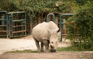 Wild animal in nature. Rhino on the ground. Wildlife nature. Wildlife and zoo. Rhino animal in zoo park. Fauna in wildlife. Animal park. Rhino outdoor. White rhinoceros © be free