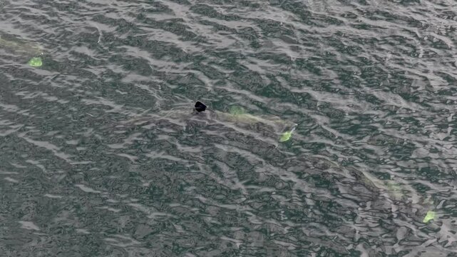 Aerial view of a basking shark swimming near Muckross Head, Ireland.
