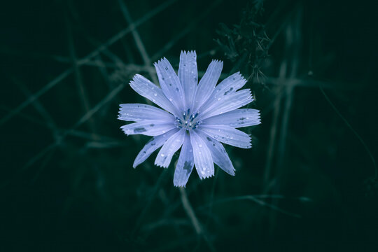 A close up of a purple and blue meadow Chicory flower with rain drops