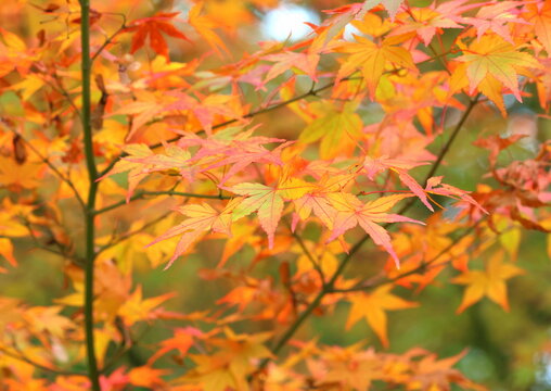 Acer palmatum 'Sango Kaku' foliage in Autumn.