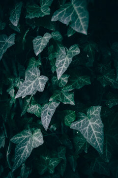 A close up of common green ivy leaves