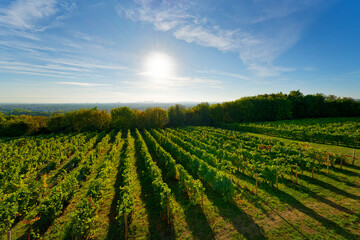Obraz premium Saint-Germain-en-Laye vineyard in Île-de-France region