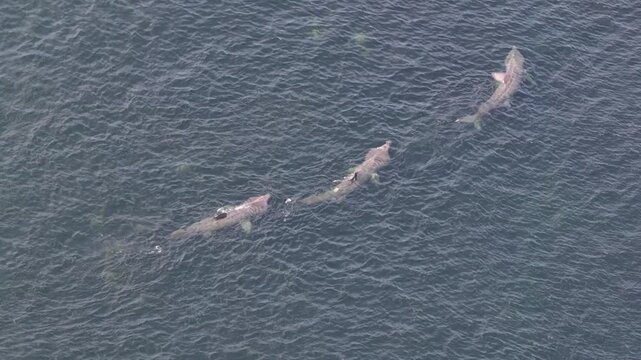 Aerial view of basking sharks swimming near Muckross Head, Ireland.