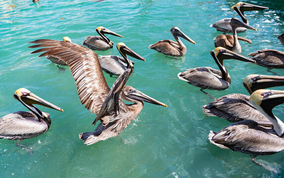 Bird swim in water. Birds migration. Flock of pelican bird. Migratory birds migration. Flock migrating pelican flying. Pelican swimming in sea. Flock of birds. Fauna and nature. Pelican migration