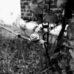 Black and white macro photo of a small striped snail sitting on a thin branch with a blurred brick wall background © Ratsam