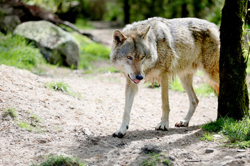lone grey wolf (canis lupus) prowling from behind a tree, tongue visible, copy space © maureen