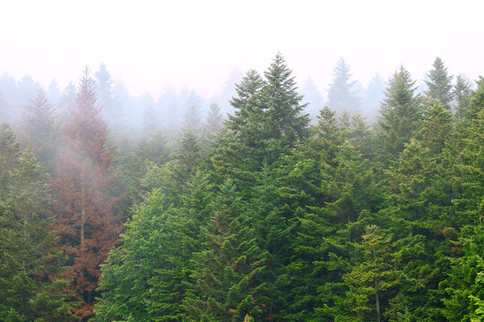 atmosphere dramatic moody vibe of misty pine forest evergreen trees wood land background scenery view