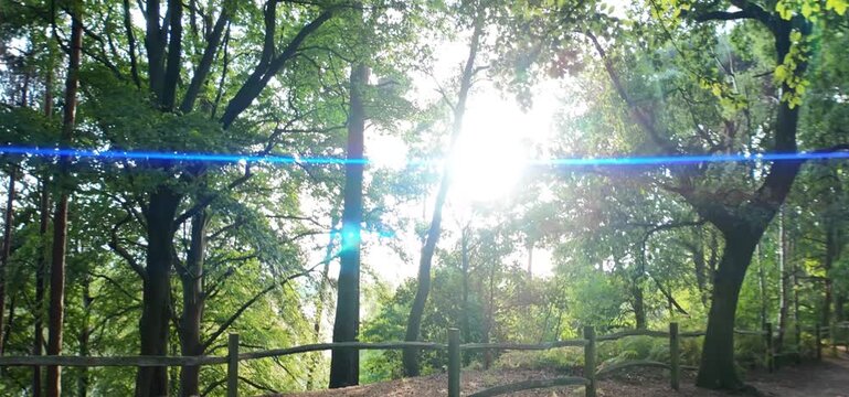 Cinematic Anamorphic Sun Flare Through Forest Trees and Wooden Fence