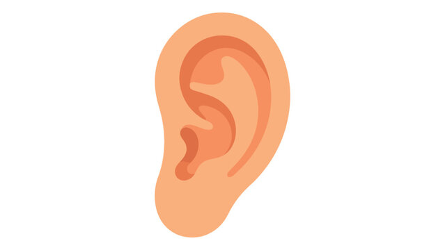 Human Ear Diagram Isolated on White Background