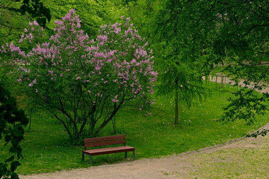 The tranquil garden scene features a solitary seat surrounded by vibrant spring blossoms and dense foliage along a quiet winding dirt pathway