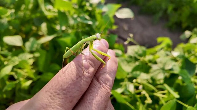 A green praying mantis resting on a human finger in a sunny garden with lush green foliage.