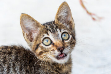 Gato © JM FIGUEROA
