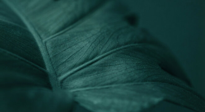 Green Leaf Macro Close-up with Water Droplets and Vein Detail - Botanical Nature Photography