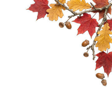 Autumn leaves and acorns arranged in a corner on transparent background