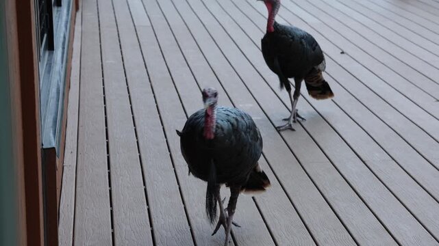 Wild turkeys around a visitor center, a unique encounter with Colorado&rsquo;s native wildlife.