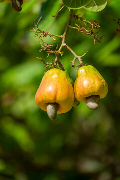 Two ripe yellow and red cashew apples with their nuts hang from a leafy branch, Savanes district, Shienlow, Ivory Coast
